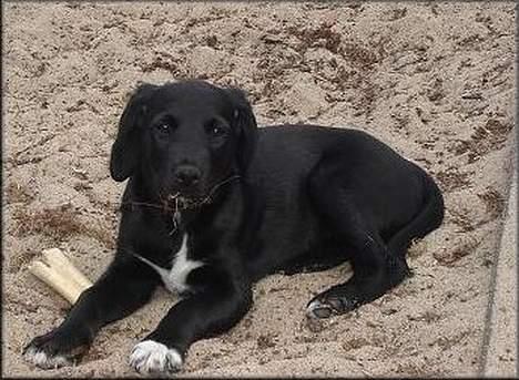 Blanding af racer Holly 2005-2020* - Holly - 10 Uger billede 2