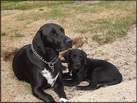 Blanding af racer Holly 2005-2020* - Holly & Sally (hendes SMUKKE mor) billede 3