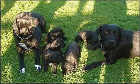 Blanding af racer Holly 2005-2020* - Og et familie billede med både SMUKKE Mor & Far. billede 4