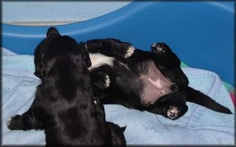 Blanding af racer Holly 2005-2020* - I fuld leg billede 6