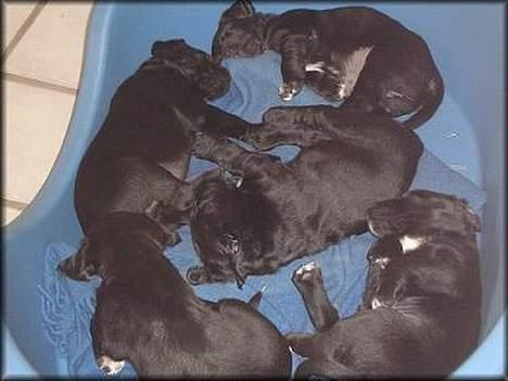 Blanding af racer Holly 2005-2020* - Godnat vi er trætte. billede 7