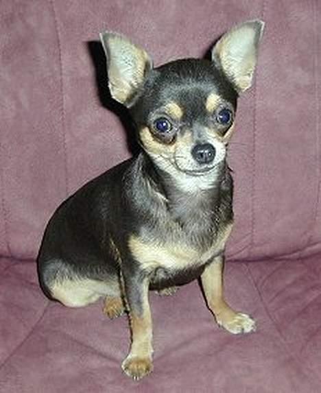 Chihuahua *Gorgeous <3* - Rositta- Gorgeous skønne lille mor! Hun er ikke heeelt god på billeder, men den fineste lille chi live. billede 6