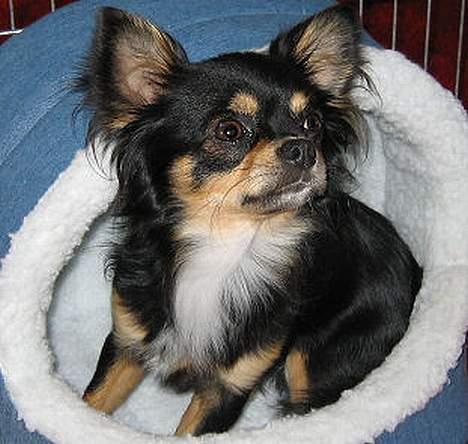 Chihuahua *Gorgeous <3* - Zephyr også kaldet Simba- Gorgeous smukke far! Han er en rigtig lille mand med flotte muskler og meget maskuline ansigtstræk.. bare en lækker lille fyr!! billede 7