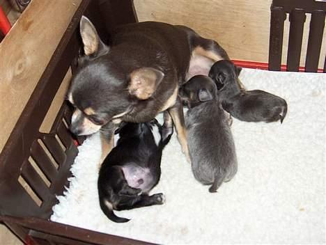 Chihuahua *Gorgeous <3* - Her kan man se hvor lille bitte hun var i forhold til sine søskende.. det er hende der ligger bagest og spiser! billede 8