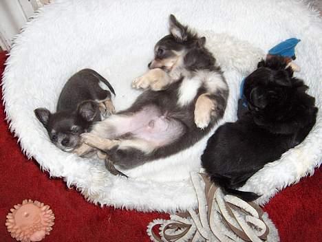 Chihuahua *Gorgeous <3* - Her er Gorgeous 9 uger gammel, det er et af de sidste billeder der er taget hvor hun var sammen med sine søskende. Det er Gorgeous længst til venstre med et ben i øjet hehe, i midten ligger hendes søster og til højre en af Gorgeous´ to brødre! billede 9