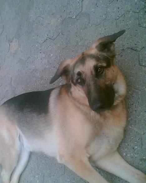 Schæferhund Richo <3 R.I.P. - Skal vi noget eller hva?? billede 7