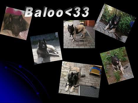 Belgisk hyrdehund Baloo - Baloo<33 billede 20