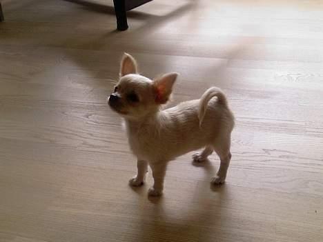 Chihuahua Mexi Zanto - 2007 billede 8