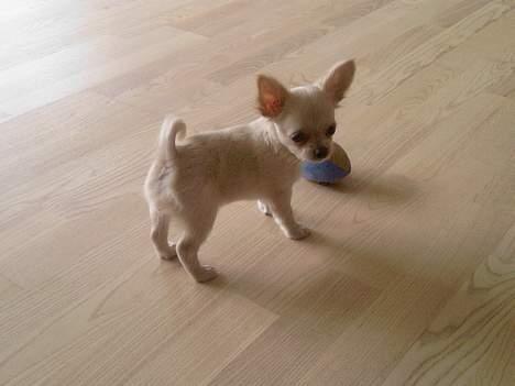 Chihuahua Mexi Zanto - 2007 billede 9