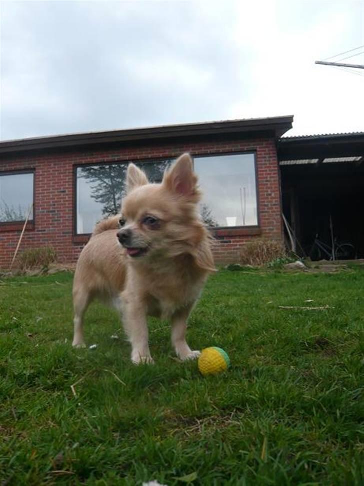 Chihuahua Mexi Zanto - sommer 08 billede 10