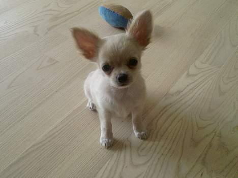 Chihuahua Mexi Zanto billede 11