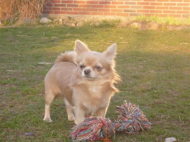 Chihuahua Mexi Zanto - Nyt D. 9.4.08 billede 12