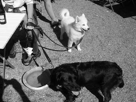 Dansk Spids Baloo billede 15