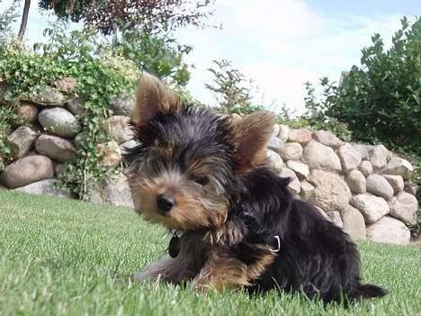 Yorkshire terrier Totter billede 1