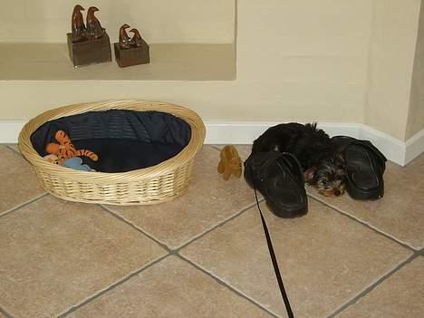 Yorkshire terrier Totter billede 2