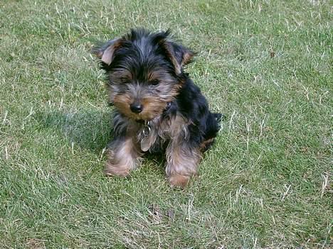 Yorkshire terrier Totter billede 3