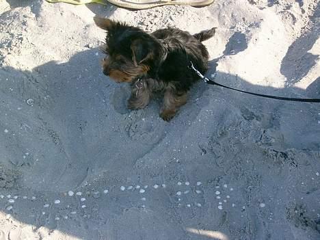 Yorkshire terrier Totter billede 4