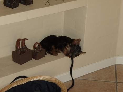 Yorkshire terrier Totter billede 5