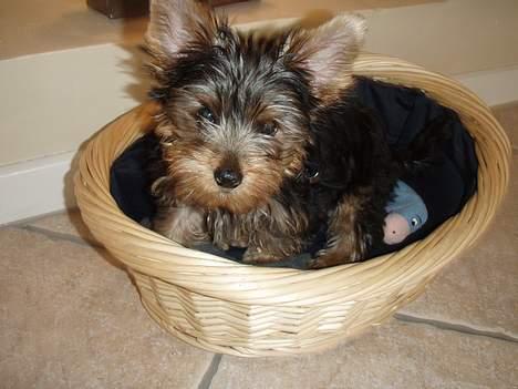 Yorkshire terrier Totter billede 6
