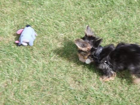 Yorkshire terrier Totter billede 7