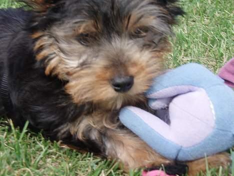 Yorkshire terrier Totter billede 8