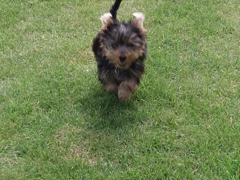 Yorkshire terrier Totter billede 9