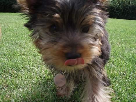 Yorkshire terrier Totter billede 10