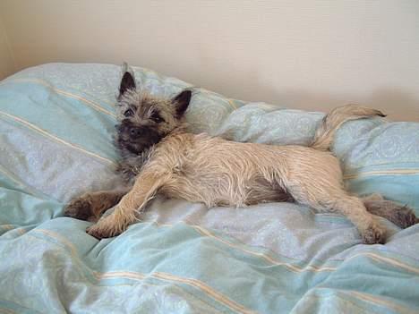 Cairn terrier Fru. Cille  billede 20
