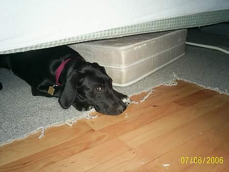 Labrador retriever Freja (Formel 1) - Gå Mia jeg gemmer mig lige :D billede 15