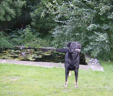 Blanding af racer Batmand - Gi mig gi mig gi mig! billede 2