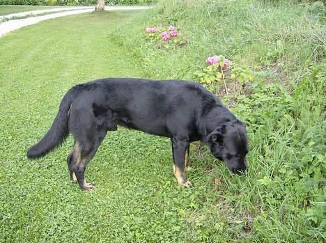 Blanding af racer Batmand - Snif snif... har der mon været en sød hun hund inde på min grund?? billede 3