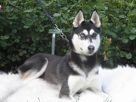 Siberian husky Buffy billede 6