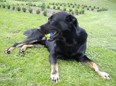 Blanding af racer Batmand - det er min bold! billede 4