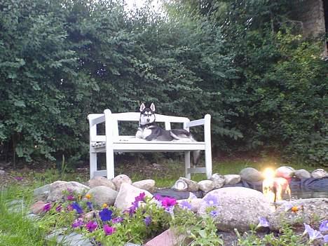 Siberian husky Buffy billede 7