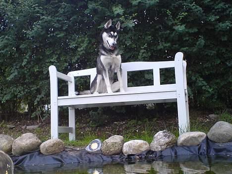 Siberian husky Buffy billede 8