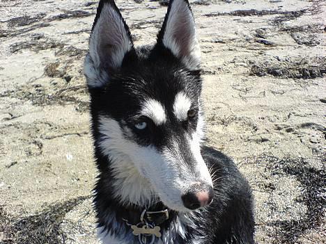 Siberian husky Buffy billede 9