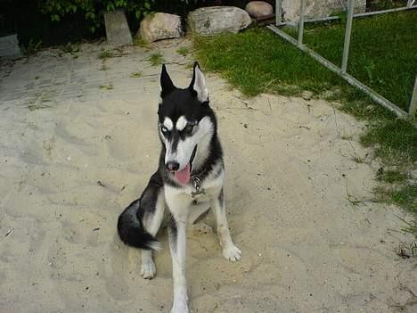 Siberian husky Buffy billede 10