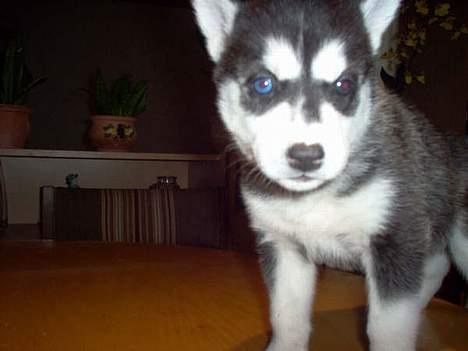 Siberian husky Buffy billede 11