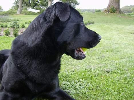 Blanding af racer Batmand - Hov! kom der nogen? de skal ikke tro de kan komme her og ta´ min bold! billede 5