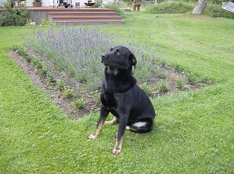 Blanding af racer Batmand - Pas på, far! nu nedstirrer jeg dig! billede 6