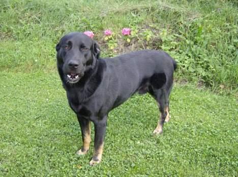 Blanding af racer Batmand - Ajjj... ikke flere billeder! billede 7