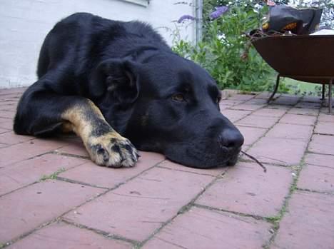 Blanding af racer Batmand - Pyhhh.. man bliver træt af at løbe efter bolden! billede 9
