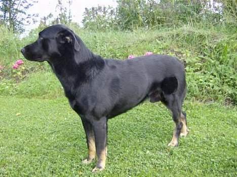 Blanding af racer Batmand - Skrid! billede 10