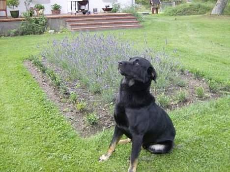 Blanding af racer Batmand - Man er vel stolt... billede 11