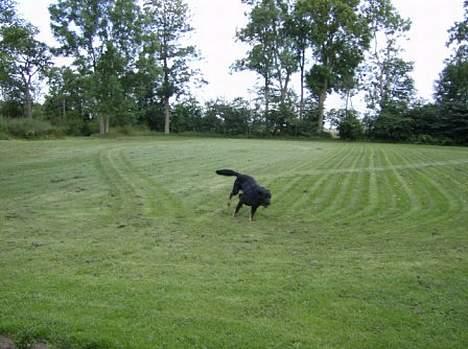 Blanding af racer Batmand - Se! hvor er jeg dygtig! jeg fandt bolden! billede 12