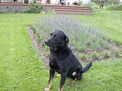 Blanding af racer Batmand - Hva´ siger du? billede 13