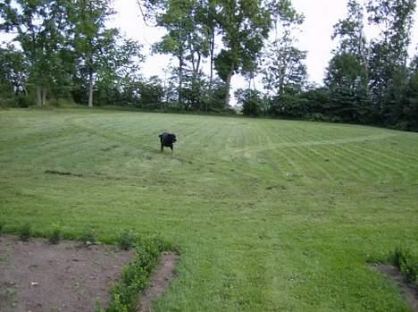 Blanding af racer Batmand - Jeg løber i hjertet min mor lavede da hun slog græs.. billede 14