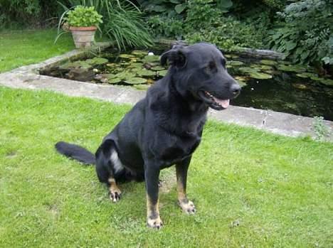 Blanding af racer Batmand - Dejligt med lidt vand! billede 15