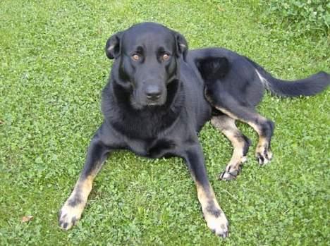 Blanding af racer Batmand - Man er vel model.. billede 16