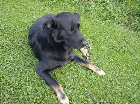 Blanding af racer Batmand - Grrr... gå dumme kat! det her er forbudt for katte! billede 17